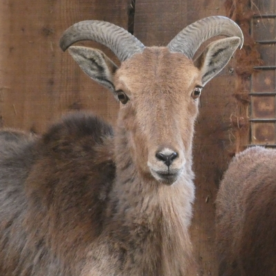 Barbary Sheep - De Zonnegloed - Animal park - Animal refuge centre 